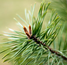 Essential Oils, Organic-For body, mind & spirit