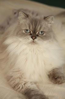 Cat Brush