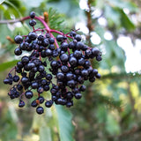 Elderberry Syrup Kit