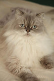 Cat Brush